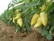 Ungarische Weisse Vegetable Seeds: Premium Quality for Your Garden