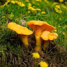 Girolle Mushroom Seeds for Planting  Premium Vegetable Seeds