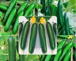Dark Green Cucumber Seeds for Planting - Premium Vegetable Seeds
