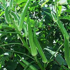 Clemson Okra Seeds for Planting  Premium Quality