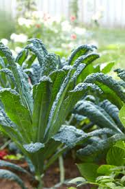 Kale Vegetable Seeds for Easy Planting