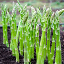 Mixed Asparagus Planting Seeds for Vegetables