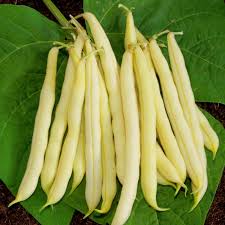 Venezia Bean Vegetable Seeds for Your Garden