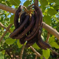 Black Carob Tree Seeds for Planting