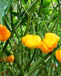 Premium Bonnet Vegetable Seeds - Easy Planting Guide Included