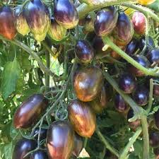 Atomic Tomato Seeds: Ideal for Planting