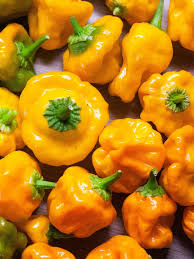 Jamaican Scotch Bonnet Pepper Seeds for Planting  Hot Pepper Variety