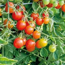 Pink and Yellow Tomato Seeds for Planting - Vegetable Seeds
