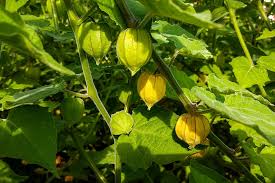 Light Yellow Tomatillo Planting Seeds for Home Gardens