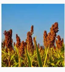 Brown Sorghum Seeds for Planting