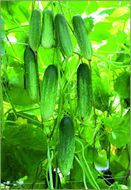 Cucumber Planting Seeds  Perfect for Home Gardening