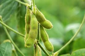 Edamame Vegetable Seeds - Easy Planting for Home Gardens