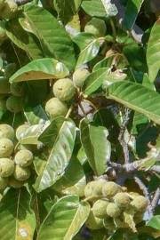 Green Ficus Pertusa Seeds for Planting