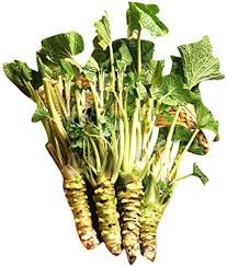 Wasabi Vegetable Seeds for Planting