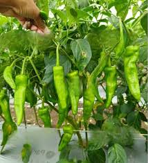 Chili Pepper Vegetable Seeds for Easy Planting