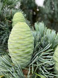Cedrus Deodara Seeds for Planting