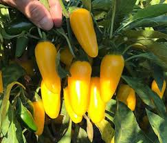 Yellow Bedder Pepper Planting Seeds