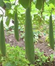 Green Sponge Gourd Vegetable Seeds for Planting
