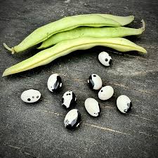 Black & White Troot Bean Vegetable Planting Seeds