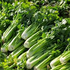 Green Apium Graveolens Planting Seeds for Home Gardening