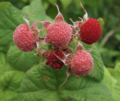 Thimbleberry Fruit Planting Seeds - Grow Delicious Thimbleberries in Your Garden!