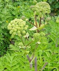 Angelica Seeds for Garden Planting