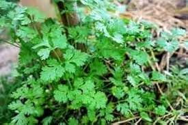 Light Green Coriander Seeds - Perfect for Vegetable Planting