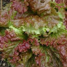 Green Brown Prizehead Vegetable Seeds for Planting