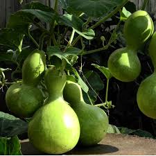 Dipper Pumpkin Seeds for Planting  Grow Your Own Pumpkins