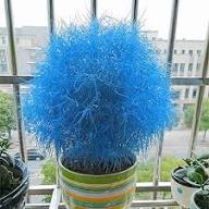 Blue Scoparia Seeds for Planting - Premium Quality Planting Seeds