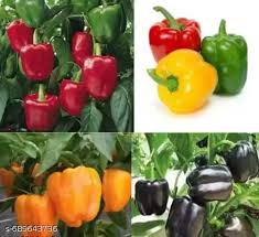 Bell Vegetable Seeds - Perfect for Home Gardening