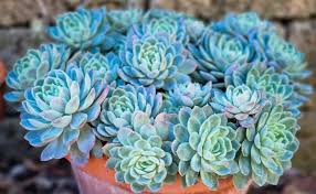 Sky Blue Echeveria Purpusorum Flower seeds for Planting - Seasonal Bloomer, Heirloom & GMO Free Seeds for Home Garden