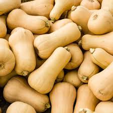 Yellow Butternut Vegetable Seeds Planting