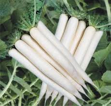 Minowase Vegetable Seeds for Planting