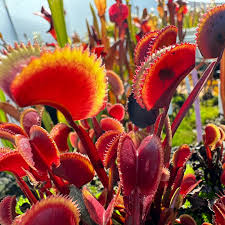Red Catching Plant or Venus Fly Trap Insectivorous for Planting - Seasonal Bloomer, Heirloom & GMO Free Seeds for Home Garden