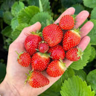 Strawberry Planting Seeds for Lush Garden Fruits - Easy to Grow
