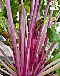 Pink Plume Celery Vegetable Seeds for Planting