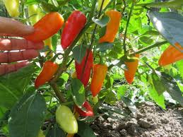 Orange Green Amarillo Chili Seeds for Planting