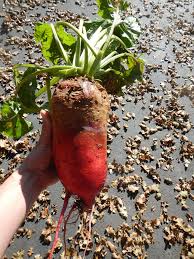 Red Mammoth Beet Vegetable Seeds for Easy Planting