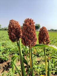 Brown Sorghum Seeds for Planting