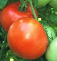 Tomato Super Fantastic Seeds for Garden Planting