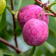 Chrysobalanus Icaco Seeds for Planting - Grow Edible Black Fruit Plants