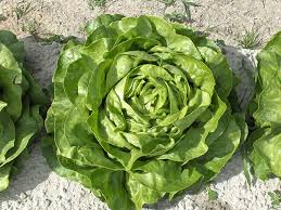 Green Bibb Vegetable Seeds, Essential Planting Tips