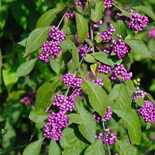 Violet Callicarpa Bodinieri Seeds for Planting  Stunning Fruit-Bearing Plants