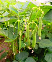 Green Stallard Bean Vegetable Seeds for Easy Planting