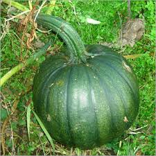 Green Hubbard Vegetable Seeds for Planting