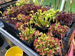 Mixed Venus Fly Trap Flower seeds for Planting - Garden Favorite, Heirloom & GMO Free Seeds for Home Garden