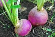 Turnip Plant Seeds for Thriving Vegetable Gardens  Perfect for Planting