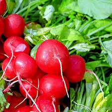 Radish Vegetable Seeds for Home Planting