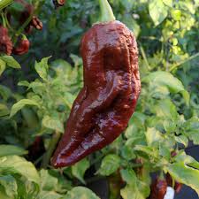 Bhut Jolokia Brown Seeds - Perfect for Planting Hot Peppers